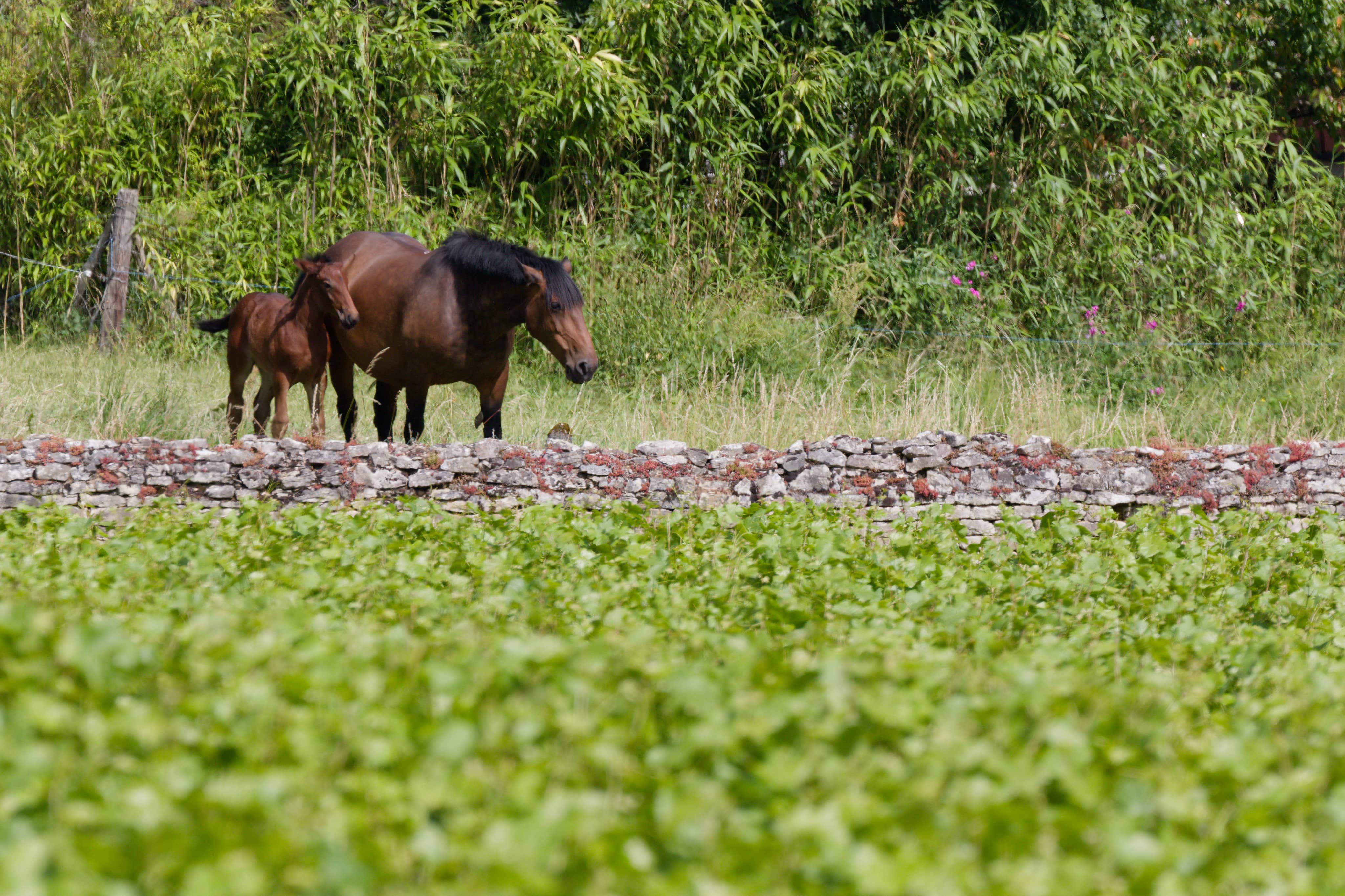 Chevaux dans la Vigne