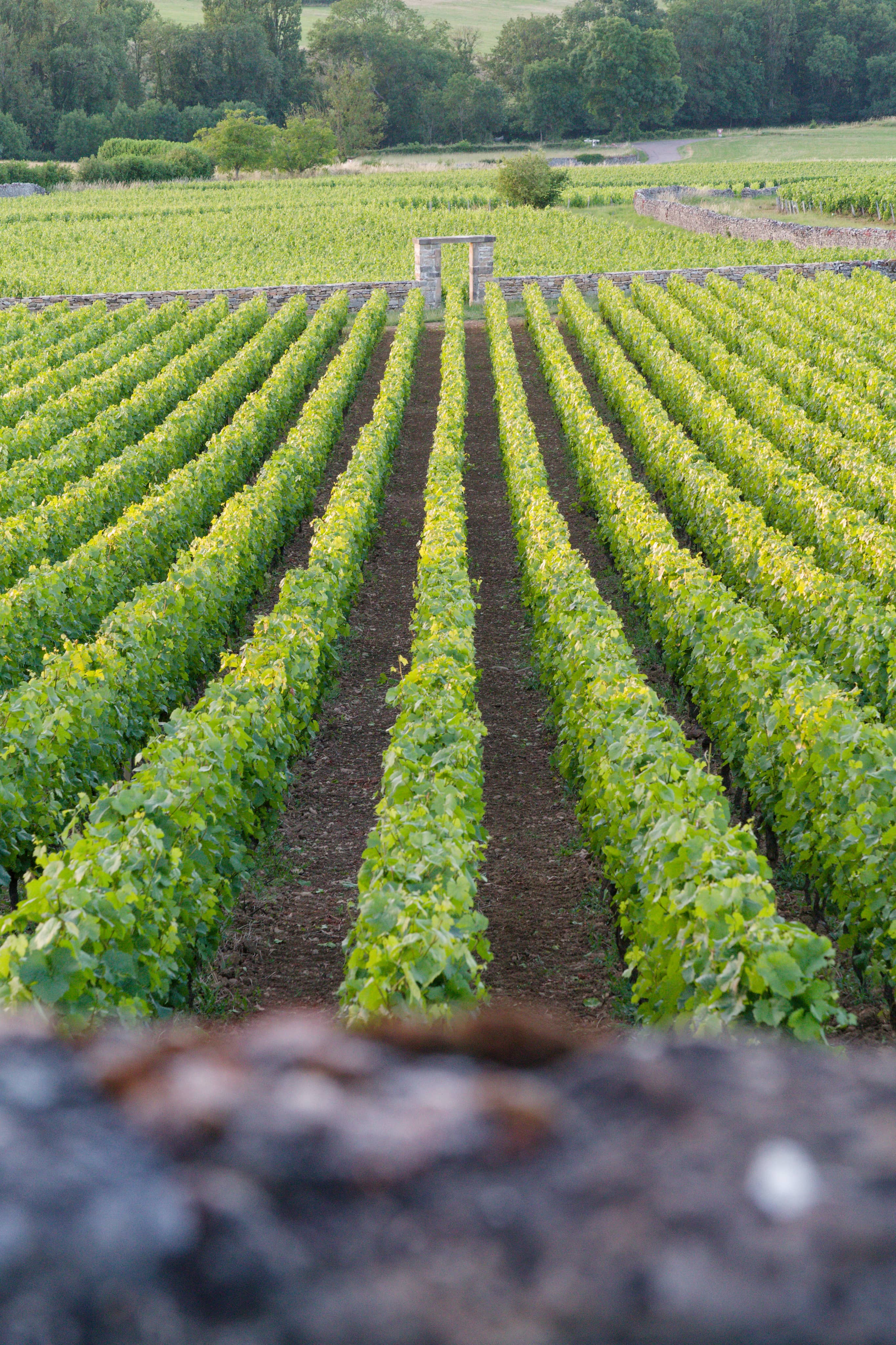 Clos du Mur