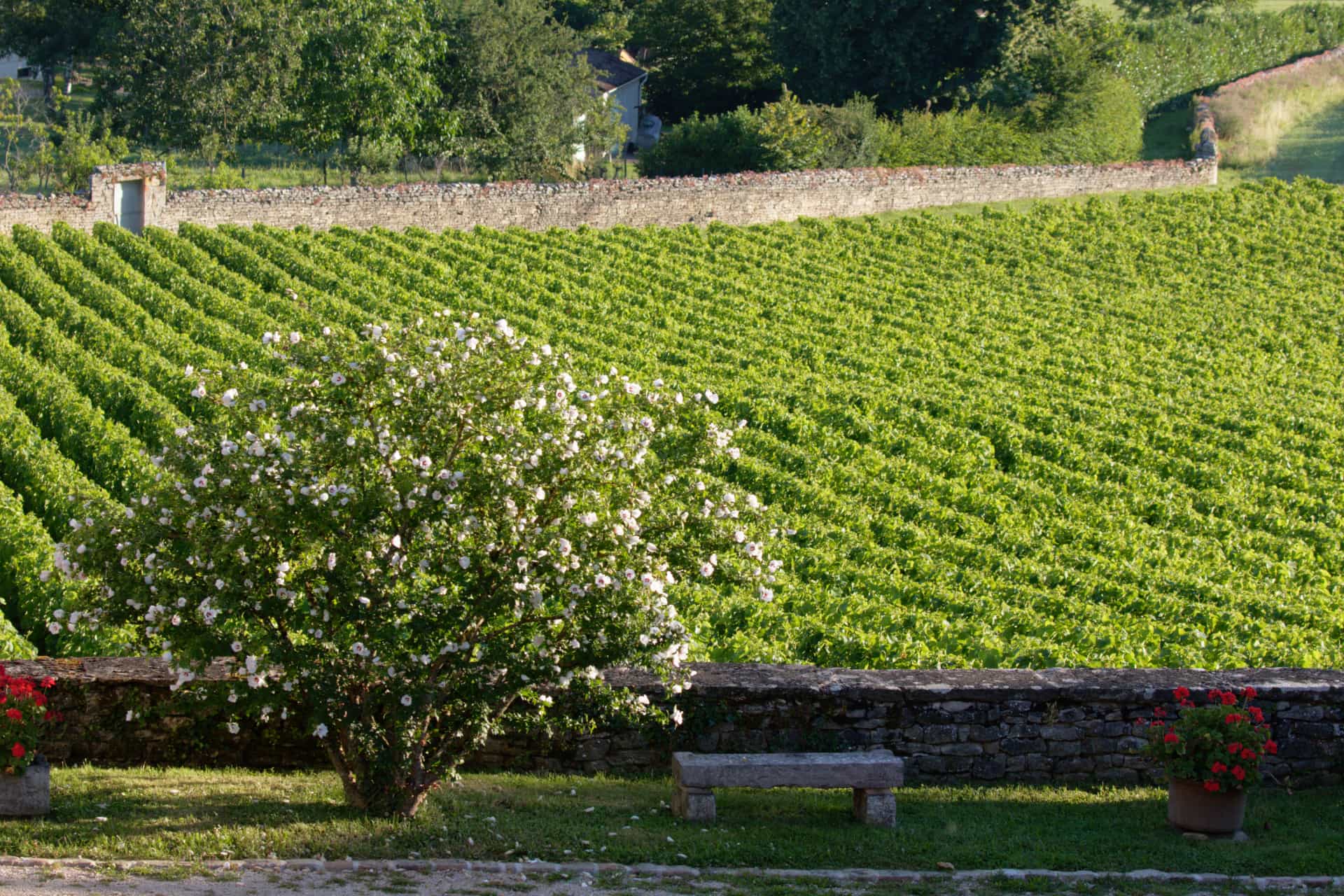 Domaine Vue sur Vigne